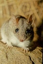 Antechinus bellus